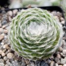 Cobweb Hens And Chicks - Sempervivum Arachnoideum Cactus Cacti Succulent 4" Pot Live Plant