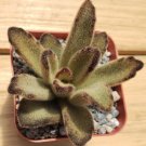 Chocolate Soldier Plant – Kalanchoe Tomentosa ‘Chocolate Soldier’ Cactus 4" Pot Live Plant