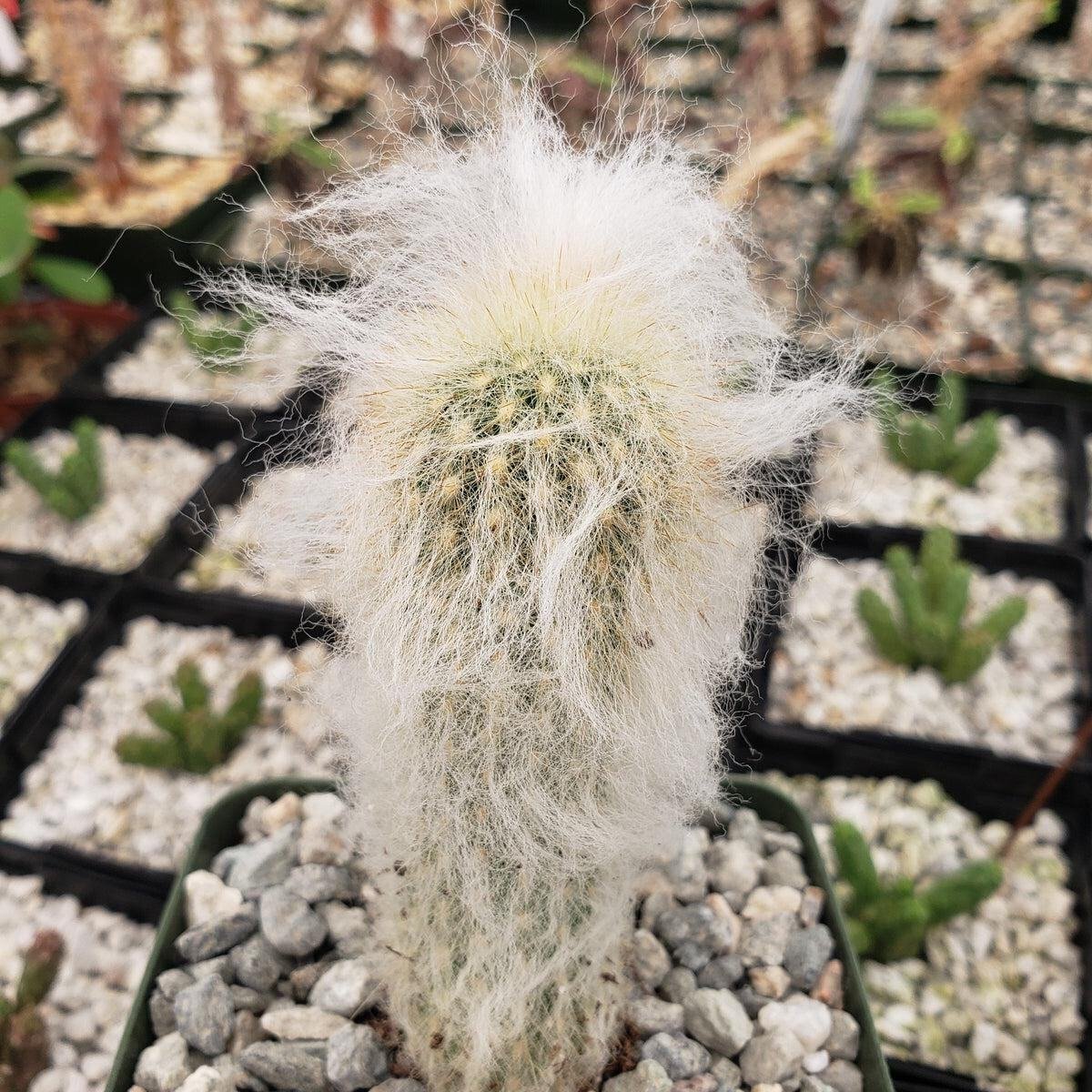 Espostoa Lanata Peruvian Old Man Cactus Cacti Succulent 4" Pot Live Plant