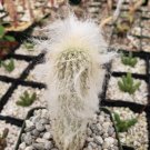Espostoa Lanata Peruvian Old Man Cactus Cacti Succulent 4" Pot Live Plant