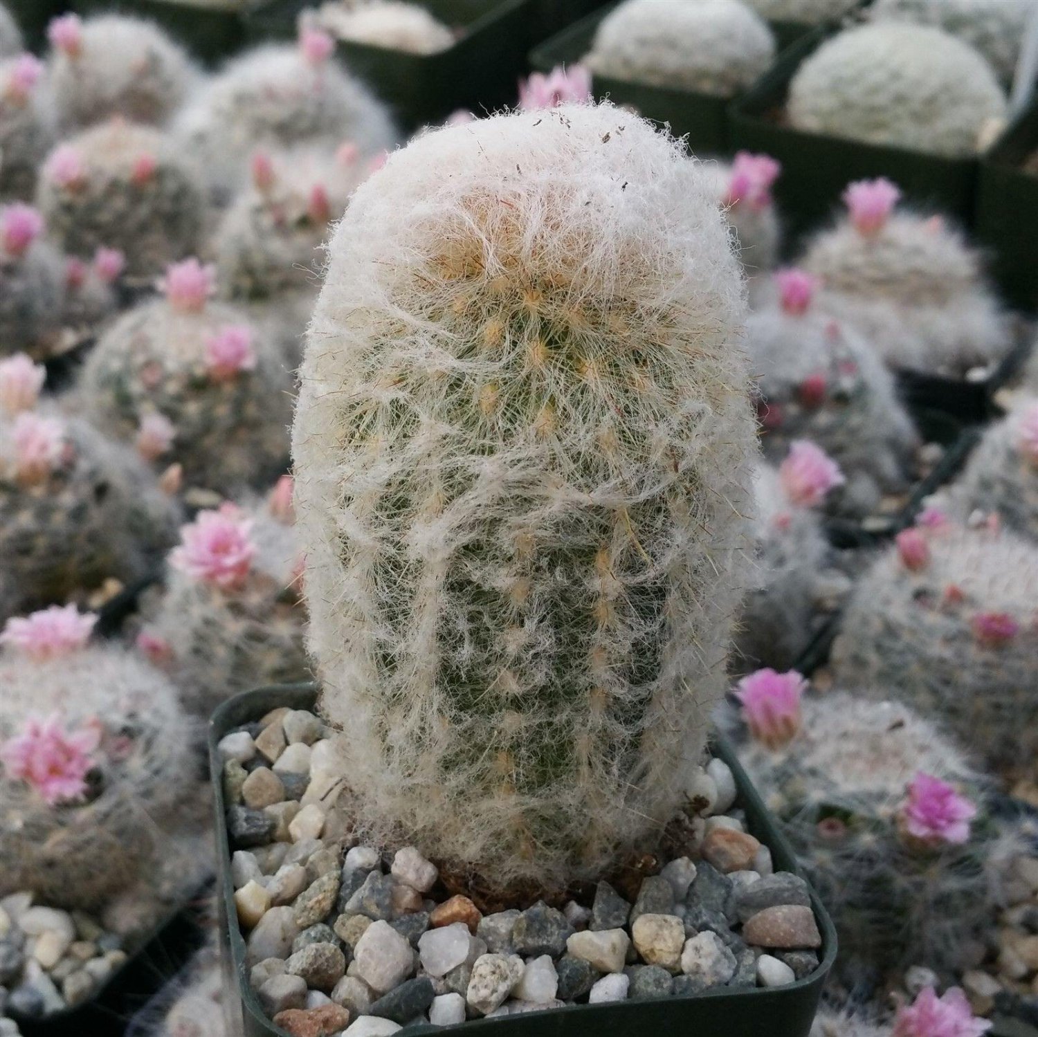 Peruvian Old Lady Cactus - Espostoa Melanostele Cactus Cacti Succulent 4" Pot Live Plant