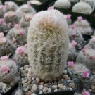 Peruvian Old Lady Cactus - Espostoa Melanostele Cactus Cacti Succulent 4" Pot Live Plant