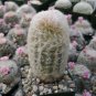 Peruvian Old Lady Cactus - Espostoa Melanostele Cactus Cacti Succulent 4" Pot Live Plant