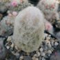 Peruvian Old Lady Cactus - Espostoa Melanostele Cactus Cacti Succulent 4" Pot Live Plant