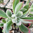 Ruby Slipper Succulent ‘Echeveria Harmsii’ Cactus Cacti Succulent 4" Pot Live Plant