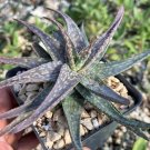 Aloe Pictifolia Cactus Cacti Succulent 4" Pot Live Plant