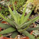 Haworthia Attenuata Concolor Cactus Cacti Succulent 4" Pot Live Plant