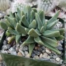 Rabiea Difformis Cactus Cacti Succulent 4" Pot Live Plant