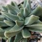 Rabiea Difformis Cactus Cacti Succulent 4" Pot Live Plant