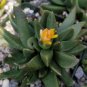Rabiea Difformis Cactus Cacti Succulent 4" Pot Live Plant