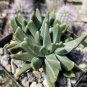 Rabiea Difformis Cactus Cacti Succulent 4" Pot Live Plant