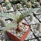 Scilla Violacea Cactus Cacti Succulent 4" Pot Live Plant
