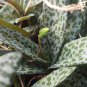 Scilla Violacea Cactus Cacti Succulent 4" Pot Live Plant