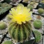 Notocactus Warasii Cactus Cacti Succulent 4" Pot Live Plant