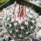 Stenocactus Lloydii Cactus Cacti Succulent 4" Pot Live Plant
