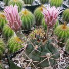 Gymnocalycium Schickendantzii Cactus Cacti Succulent 4" Pot Live Plant