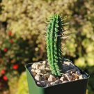 Euphorbia Mammillaris Corn Cob Cactus Cacti Succulent 4" Pot Live Plant