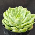 Echeveria Lime N Chile Cactus Cacti Succulent 4" Pot Live Plant