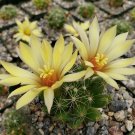 Mammillaria Sphaerica Cactus Cacti Succulent 4" Pot Live Plant