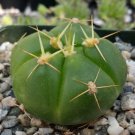 Gymnocalycium Horstii Cactus Cacti Succulent 4" Pot Live Plant