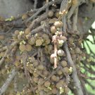 Ficus Semicordata | Drooping Fig | 200 Seeds