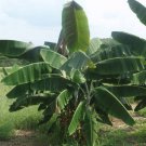 Musa Thomsonii | 5 Seeds