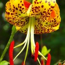 Lilium Superbum | Turks-Cap | American Tiger | Turban Swamp Lily | 20 Seeds