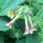 Polemonium Pauciflorum | Few-Flowered Jacobs Ladder | 20 Seeds