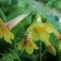 Polemonium Pauciflorum | Few-Flowered Jacobs Ladder | 20 Seeds