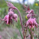 Geum Triflorum | Prairie Smoke | 10 Seeds