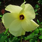 Abelmoschus Manihot | Aibika | Sunset Muskmallow Hibiscus | 10 Seeds