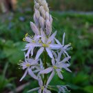 Camassia Scilloides | Atlantic Camas | Wild Hyacinth | 50 Seeds
