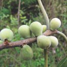 Ficus Amplissima | Indian Bat Tree & Fig | Pimpri | Pipri | Pipali | 100 Seeds