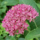 Asclepias Purpurascens | Purple Milkweed | 10 Seeds