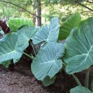 Colocasia - Thai Giant - Elephant Ear 10-12" Tall Live Plant