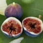 Fig Tree Fruiting Fig Tree Black Mission Ficus Carica Live Plant