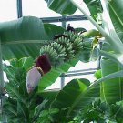 Musa Gran Nain Banana Tree 8-10" Tall Live Plant