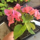 Bougainvillea Orange King 6" Tall Live Plant