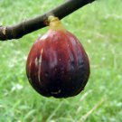 Fig Tree - Magnolia - Fruiting Fig Tree - Ficus Carica 4-8" Tall Live Plant