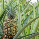 Pineapple Plant - Elite Gold 4-6" Tall Live Plant