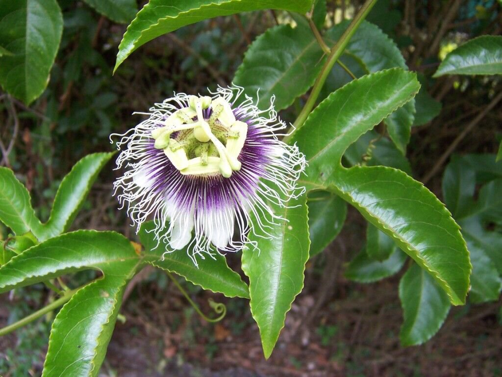 Passiflora Edulis - Passion Fruit - Possum Purple Live Plant