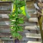 Musa - Dwarf Cavendish - 2 Ft. Tall - Banana Tree Live Plant