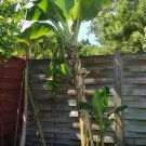 Musa - Dwarf Cavendish - 2 Ft. Tall - Banana Tree Live Plant