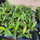 Philodendron Narrow - 'Jungle Boogie' or 'Tigers Tooth' 3" Tall Live Plant