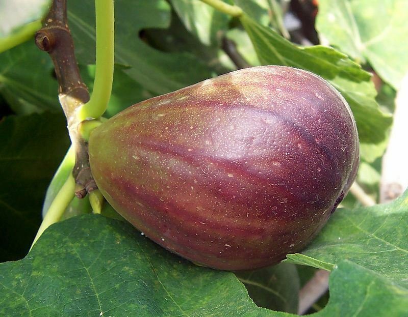 Fig Tree - Brown Turkey - Fruiting Fig Tree - Ficus Carica 4-8" Tall Live Plant