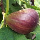 Fig Tree - Brown Turkey - Fruiting Fig Tree - Ficus Carica 4-8" Tall Live Plant
