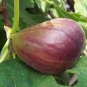 Fig Tree - Brown Turkey - Fruiting Fig Tree - Ficus Carica 4-8" Tall Live Plant