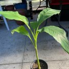 Musa - Basjoo Banana 2-3 Ft. Tall - Cold Hardy Variety to 10 °F Banana Tree Live Plant