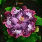 20 Silver Pink Purple Hibiscus Seeds Flowers Perennial Bloom