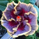 20 Cream Purple Pink Hibiscus Seeds Flowers Perennial Bloom Garden